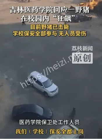 吉林医药学院野猪狂奔